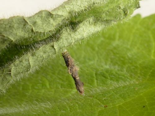 Coleophora ochripennella
